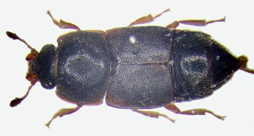 Carpophilus obsoletus